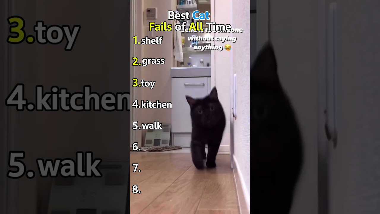 Ranking Best  Best Cat Fails of All Time