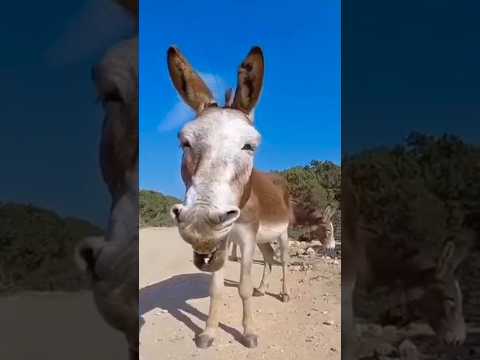 حمار نعسان 