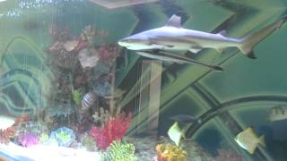 Huge private shark tank with fish