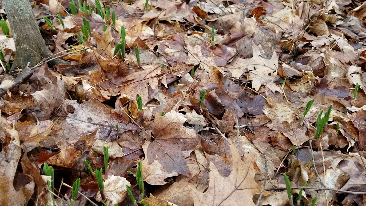 Where to find ramps YouTube