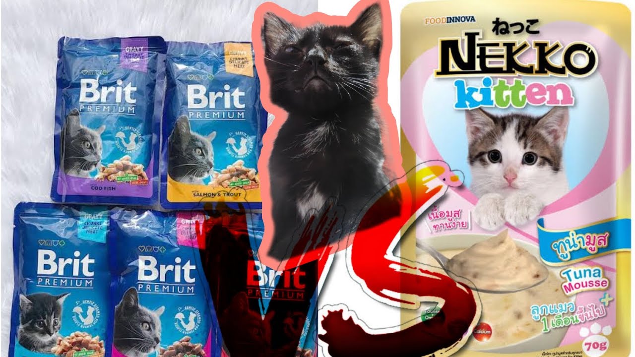 Brit wet food Vs. Nekko wet food. Which is better?? The battle of Wet cat food.