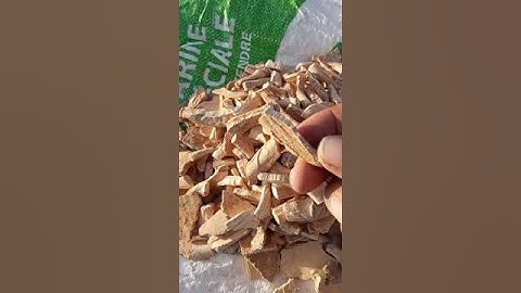 Fossilized white whale bones over 94 million years old