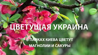 В парках Киева цветут магнолии и сакуры. Цветущая Украины / Ритм жизни
