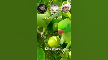 #القران_الكريم #تلاوه_خاشعه #قال رب انیی ظلمت نفسی #الشيخ محمود القزاز#duet #foryou