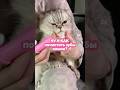 МОЙ ШОК В ШОКЕ😻 #уходзакотами #уходзакошкой #котик