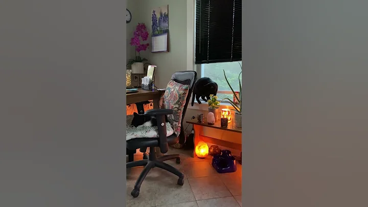 Watch the video about Lovely Bombay Cat #bombaycat #cats #catshorts