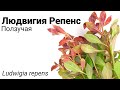 Людвигия Репенс или Ползучая (Ludwigia repens). Простое красное растение для аквариума