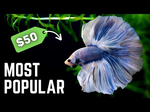 Top 10 BEST SELLING Fish in the Fish Room!