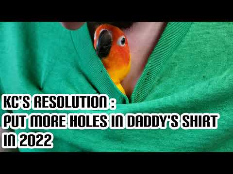 Parrots' New Year's Resolutions for 2022 - Funny & Cute!