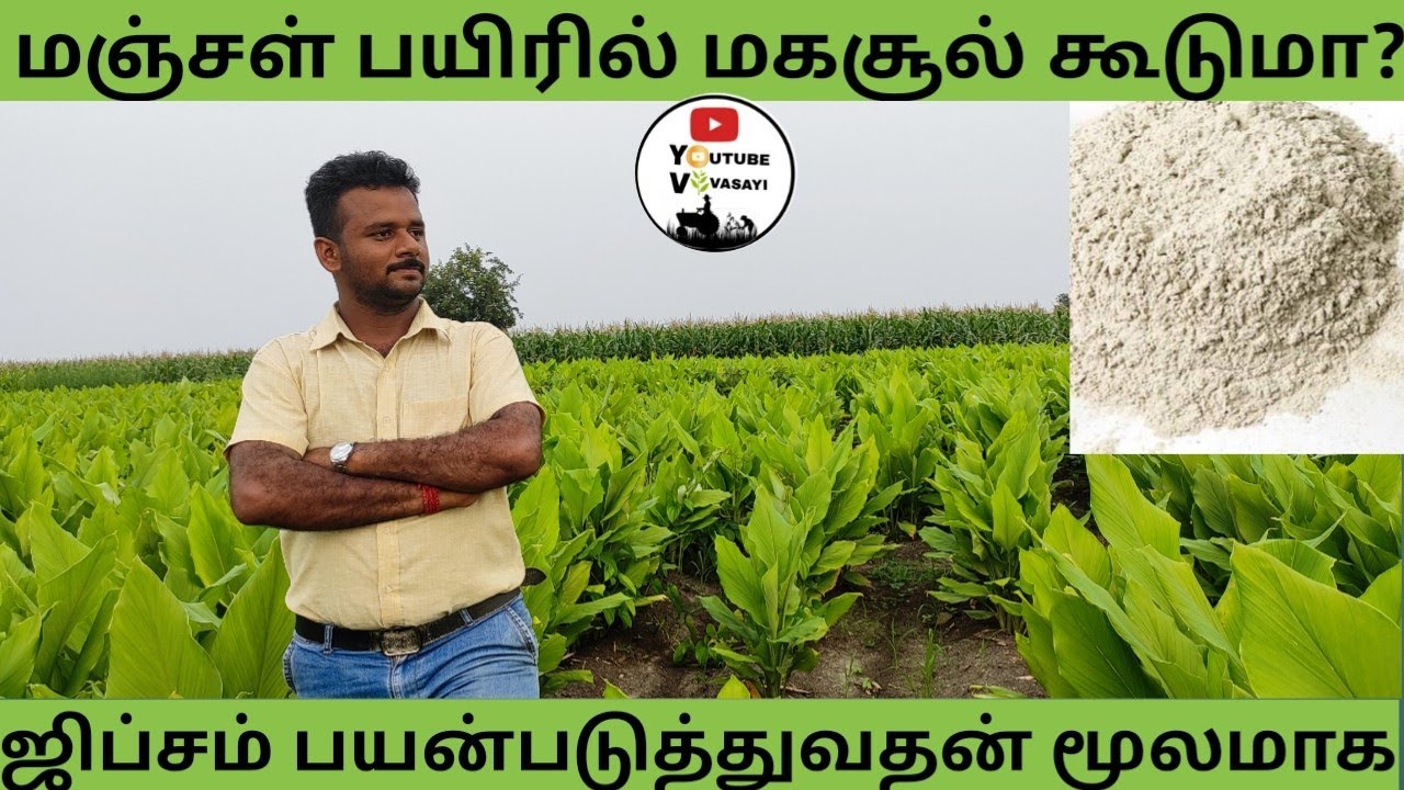 மஞ்சள் பயிரில் ஜிப்சம் பயன்படுத்தினால் மகசூல் கூடுமா?Weather Gypsum