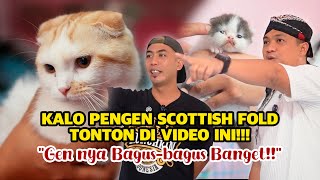Kita Borong Scottish Fold Yang Ada Disini!!! GEN SCOTTISH DISINI GAK ADA YANG MERAGUKAN SAMA SEKALI! screenshot 1