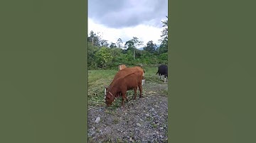 sapi hasil ib induk sapi bali silang dengan straw limosin dan simental