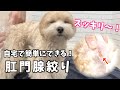 自宅で簡単にできる肛門腺の絞り方♪コツやポイントも紹介しています！【肛門腺絞り】