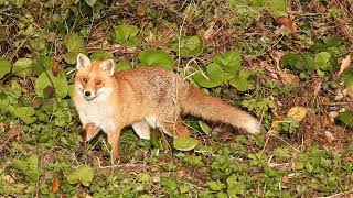 A Fox called (Angle Eyes)