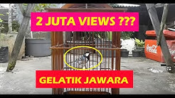 Suara Gelatik Wingko GACOR DOR PRESTASI !! - Durasi: 7:22. Suara Gelatik Wingko GACOR DOR PRESTASI !! - Durasi: 7:22.