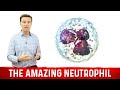 The Amazing Neutrophil Function | Dr.Berg