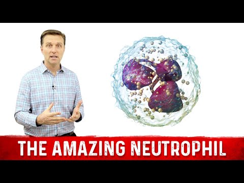 The Amazing Neutrophil Function – Dr.Berg