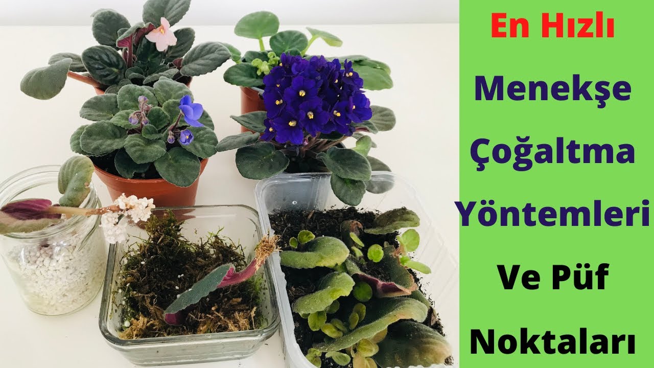 Menekşeyi yapraktan 3 farklı metodla çoğaltma Püf Noktaları/Menekşe Bakımı /Menekşe Çoğaltma/Menekşe