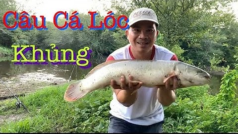 Câu cá lóc dính được hàng khủng | San bat theo mua usa