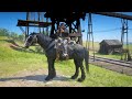 RDR2 Outfits for Every Horse: Shire Black Raven