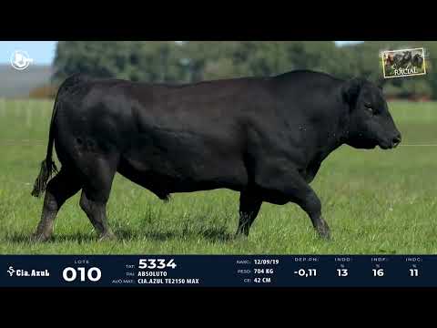 LOTE 10 - ANGUS 5334