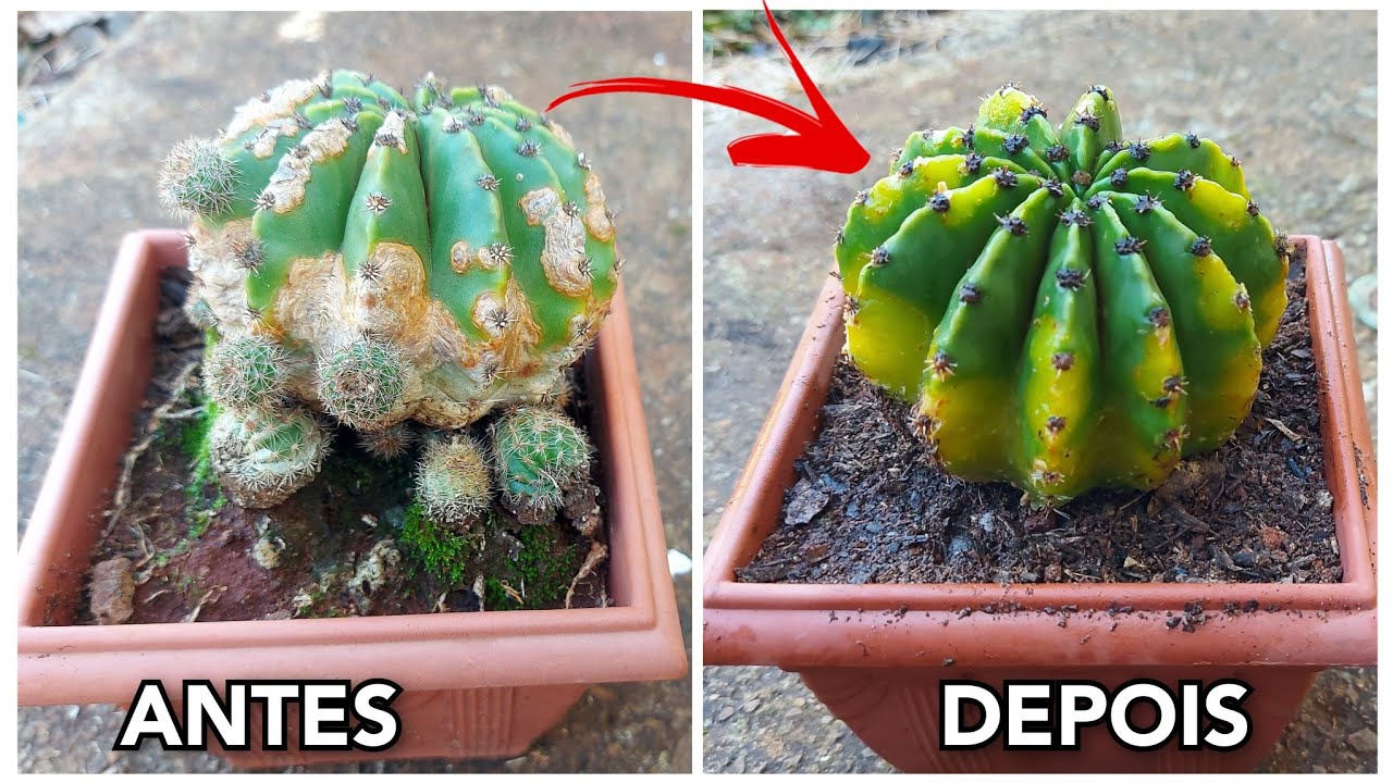 COMO SALVAR CACTO COM FUNGO - MUITO SIMPLES