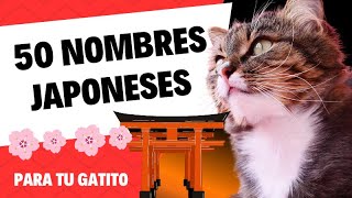 50 NOMBRES JAPONESES para GATOS