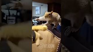 Squirrel SNAPS After Human Takes His Toy 🐿️😭