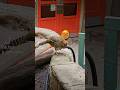 Golden Pheasant pair #exotics #animals #goldenpheasant #awesomepets #colorful #pheasants #shorts