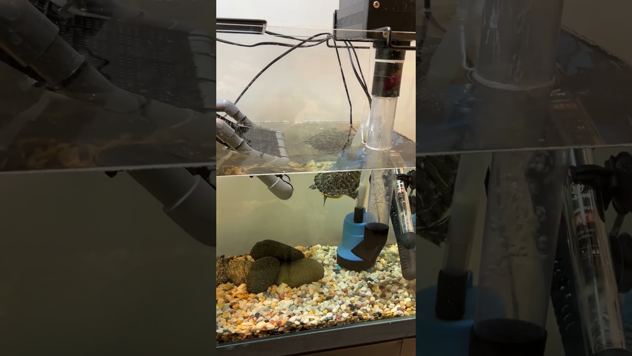 Turtle basking platform stands in a 20-gallon turtle tank as both a decorative and resting platform.