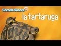 La tartaruga  documentari per bambini di coccole sonore