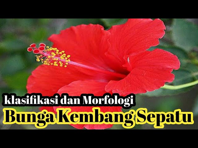 Klasifikasi Dan Morfologi Tanaman Bunga Kembang Sepatu Youtube