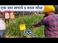 हरा चारा 12 महीने 5 साल तक ऐसे पाए|Napier grass cultivation in hindi 9350352605