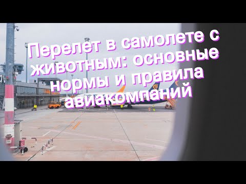 Перелет в самолете с животным: основные нормы и правила авиакомпаний