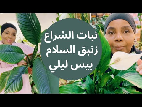 كيف العناية والاهتمام نبات الشراع زنبق السلام