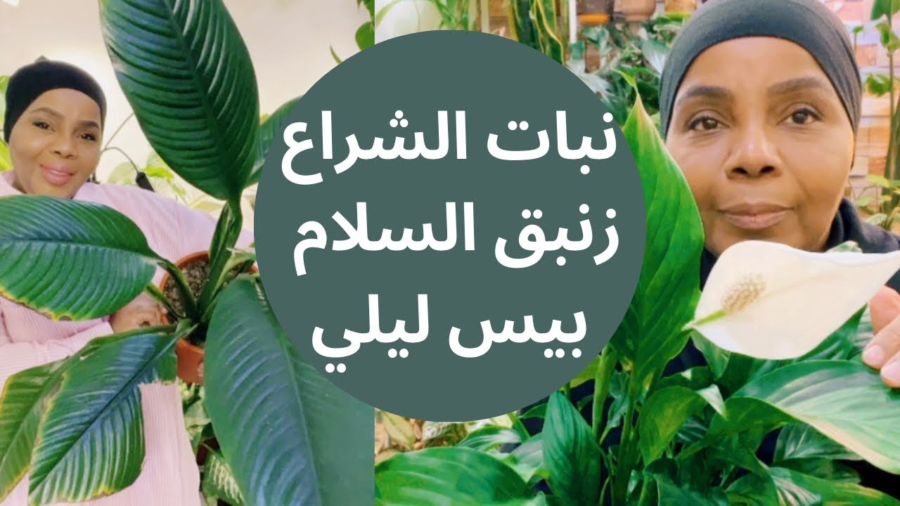 كيف العناية والاهتمام نبات الشراع زنبق السلام ؟!