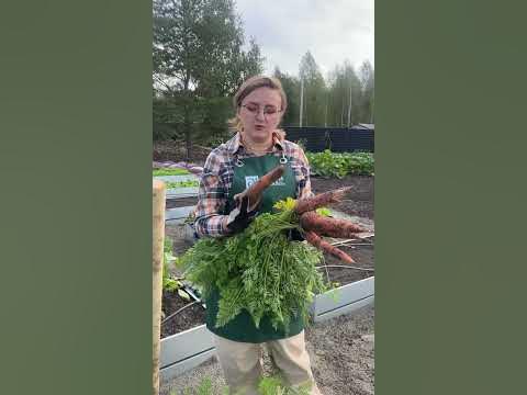 Когда убирать морковь? #сад #дача #семенаалтая - YouTube