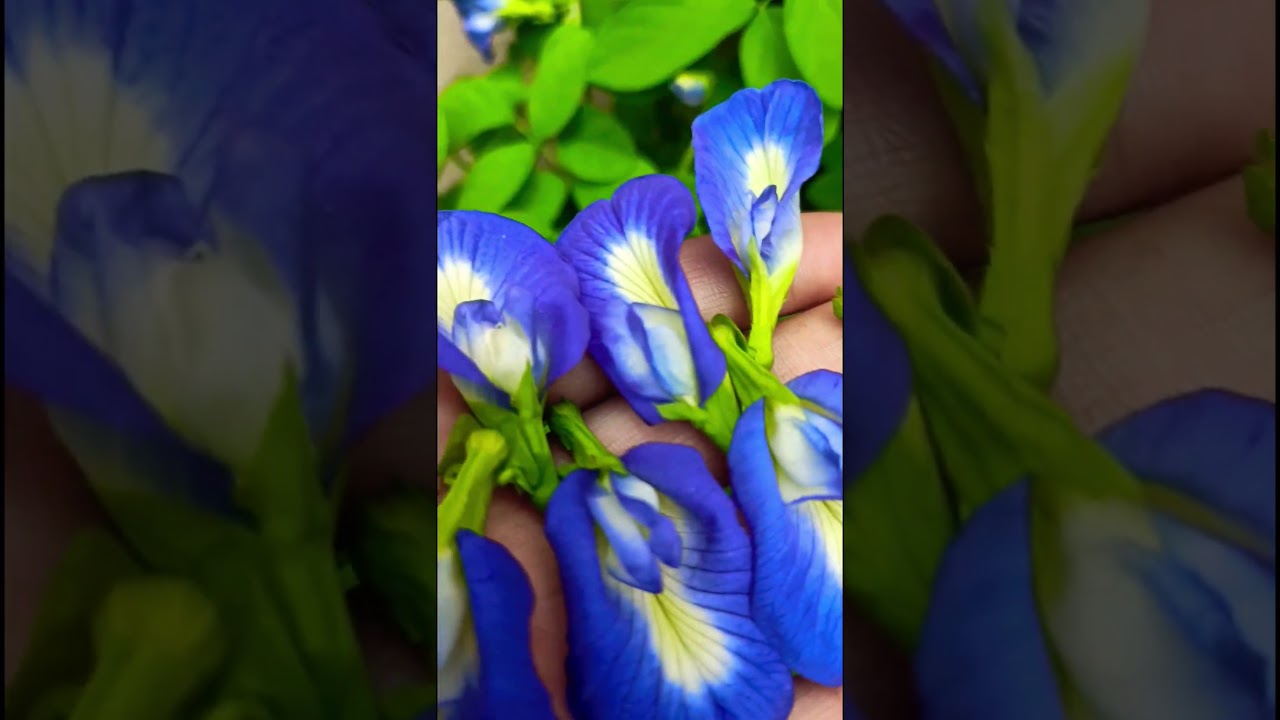 🌱Plant more n more trees🎄👍💯🪴 ||#garden #plants #tips #nature #love #shortvideo #trending #shorts