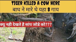 Tiger Killed A Cow Here बाघ ने मारे थे यहा 8 गाय