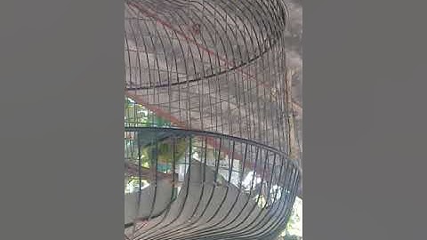 Serindit Pemikat ampuh