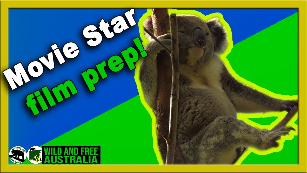 Звезда фильма «День святого Валентина» готовится к выходу на большой экран для прямой трансляции.