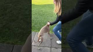 Whippet Runs 110m in 9 Seconds!!