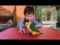 🔴 Parrot caique Martin play with my son Leon / Попугай каик Мартин играет с Леоном на столе