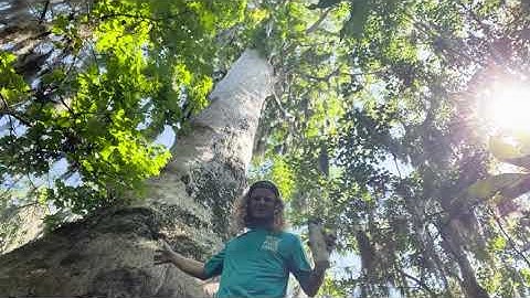 The Spring Hammock Preserve Elders