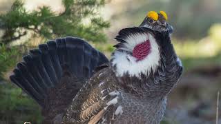 Birdhoven: Dusky Grouse by Baron Cosimo 98 views 1 year ago 1 minute, 22 seconds