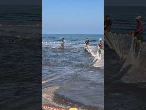 صید پره صیادی چاف واقعا نگاه کردنش هم لذت بخشه