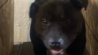 Quantae Kennels Eli Redboy Jocko Puppies