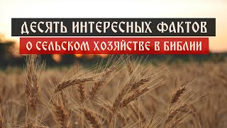 Десять интересных фактов о сельском хозяйстве в Библии | Телеканал Спас | Сергей Комаров