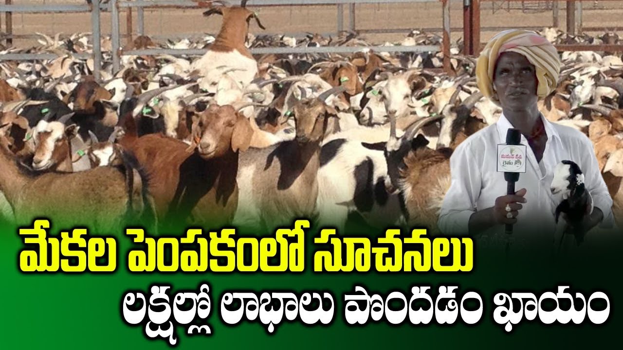 How to Earn Profits in Goat Farming Business || High Profit Farming