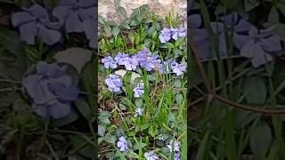 Vinca minor #flowers #springflowers #nature #garden #naturesounds #plants #fleurs